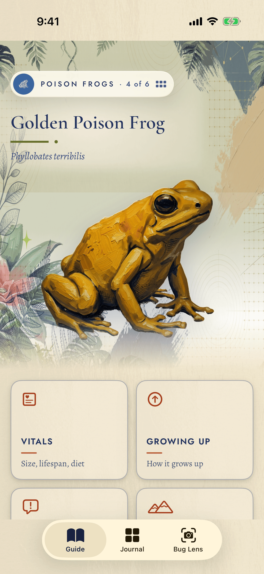 Critterbook guide plate for the Golden Poison Frog, hand-painted on warm paper.